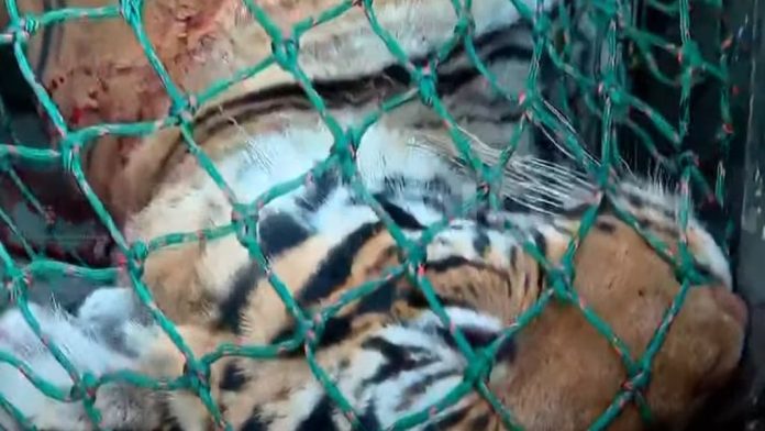 samakalikamalayalam_2025-01-27_zlcastm0_tiger.jpg