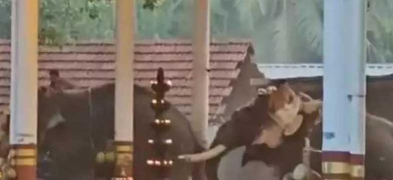 മണക്കര ക്ഷേത്രോത്സവത്തിനിടെ ആനയിടഞ്ഞുണ്ടായ അപകടം; മരിച്ചവരുടെ കുടുംബത്തിന്&nbsp; അഞ്ച് ലക്ഷം രൂപ നഷ്ടപരിഹാരം നൽകും
