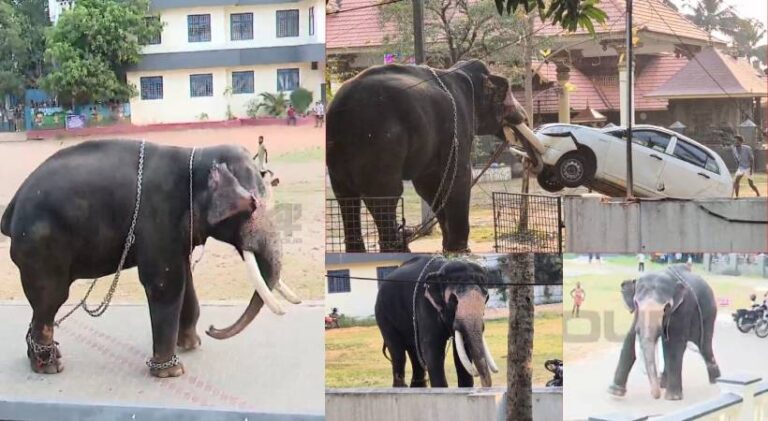 ഇടക്കൊച്ചിയിൽ ആന ഇടഞ്ഞ സംഭവം; വനം വകുപ്പ് അന്വേഷണം നടത്തും