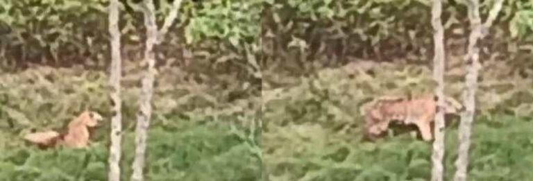 വണ്ടിപ്പെരിയാറില്‍ ഗ്രാമ്പിയിലിറങ്ങിയ കടുവയെ മയക്കുവെടി വെച്ചു