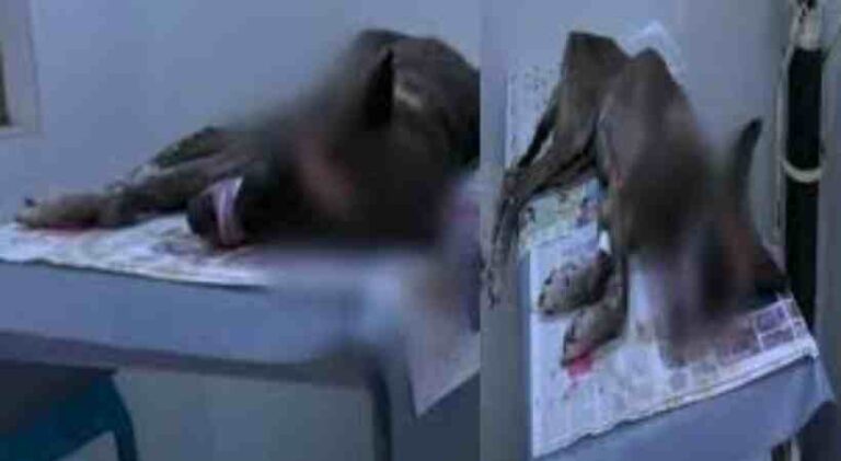 ഇടുക്കി തൊടുപുഴയിൽ ഉടമ വെട്ടി പരുക്കേൽപ്പിച്ച വളർത്തുനായ ചത്തു