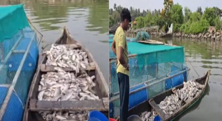 പൊന്നാനിയിൽ 30 ലക്ഷം വിലയുള്ള മത്സ്യങ്ങൾ ചത്തുപൊങ്ങി; കർഷകർ പ്രതിസന്ധിയിൽ