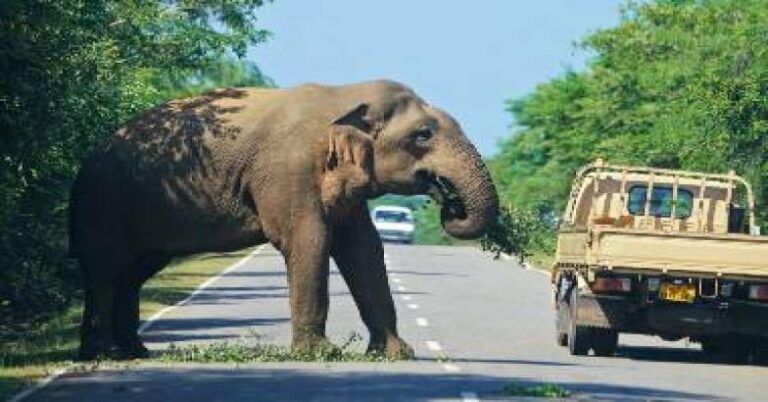 വന്യജീവി ആക്രമണം: കൊല്ലപ്പെടുന്നവരുടെ കുടുംബത്തിന് ഇനി മുതല്‍ 10ലക്ഷം ധനസഹായം