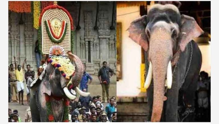 തെച്ചിക്കോട്ടുകാവ് രാമചന്ദ്രനും എറണാകുളം ശിവകുമാറും പൂരത്തിന് റെഡി; ഫിറ്റ്നസ് സർട്ടിഫിക്കറ്റ് കൈമാറി