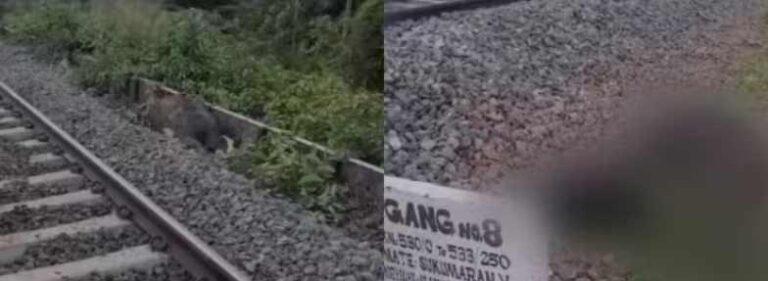 മലമ്പുഴയിൽ ട്രെയിൻ തട്ടി ഒൻപത് പശുക്കൾ ചത്തു