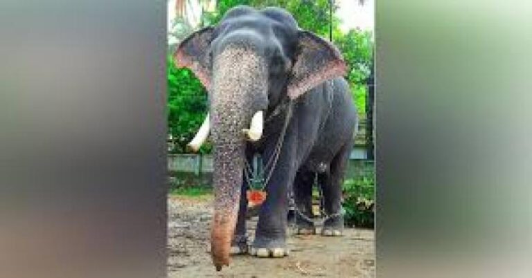 ആനയോട്ടത്തിൽ നിരവധി തവണ ജേതാവ്; കൊമ്പൻ ഗോപീകണ്ണൻ ചരിഞ്ഞു