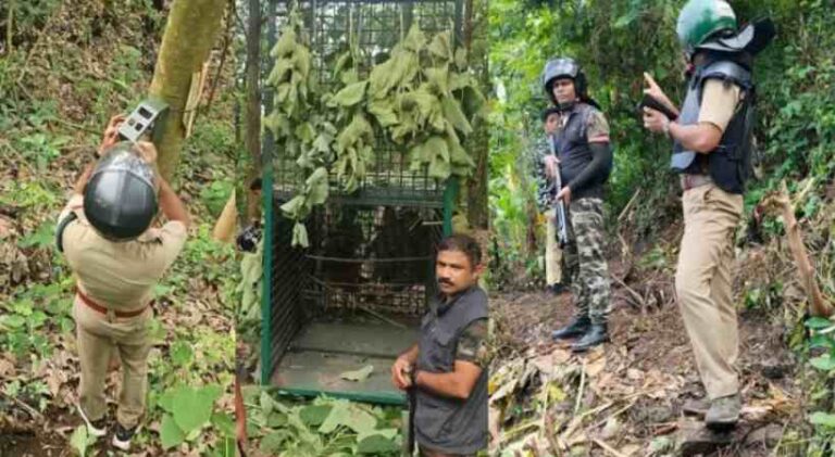 കാളികാവിലെ നരഭോജി കടുവാ ഏഴാം ദിവസവും കാണാമറയത്ത്; തിരച്ചിൽ തുടർന്ന് വനം വകുപ്പ്