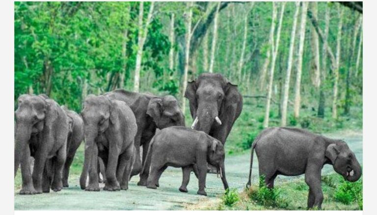 വീടിനുമുന്നിലെത്തിയ കാട്ടാനകളെ തുരത്താൻ ശ്രമിക്കുന്നതിനിടെ പടക്കം കൈയിലിരുന്ന് പൊട്ടി; മധ്യവയസ്‌കന് ഗുരുതരപരിക്ക്