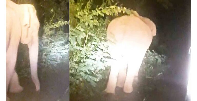മലക്കപ്പാറയില്‍ തഹസില്‍ദാരുടെ വാഹനത്തിന് നേരെ കാട്ടാന ആക്രമണം; ഉദ്യോഗസ്ഥര്‍ രക്ഷപ്പെട്ടത് തലനാരിഴയ്ക്ക് 