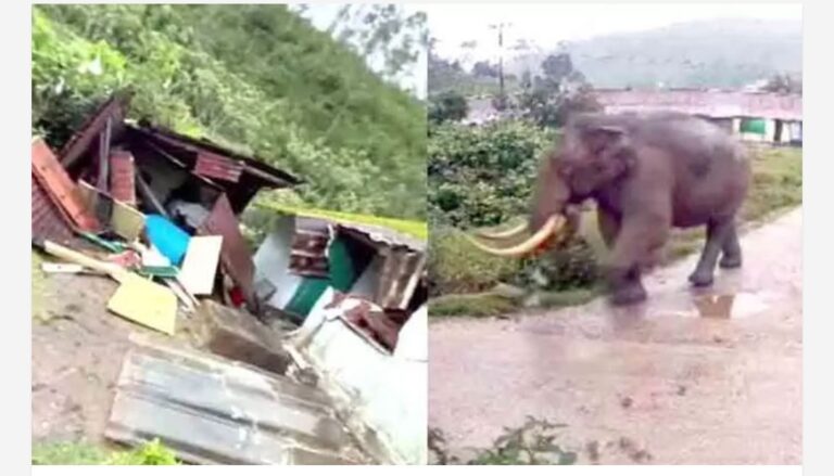 മൂന്നാറിൽ സ്കൂളിന് നേരെ കാട്ടാനക്കൂട്ടത്തിന്റെ ആക്രമണം; ജനൽ ചില്ലുകളും സ്റ്റോർ റൂമിന്റെ ഭിത്തിയും തകർത്തു; അരി ഉൾപ്പെടെയുള്ള ഭക്ഷ്യവസ്തുക്കളും അകത്താക്കി