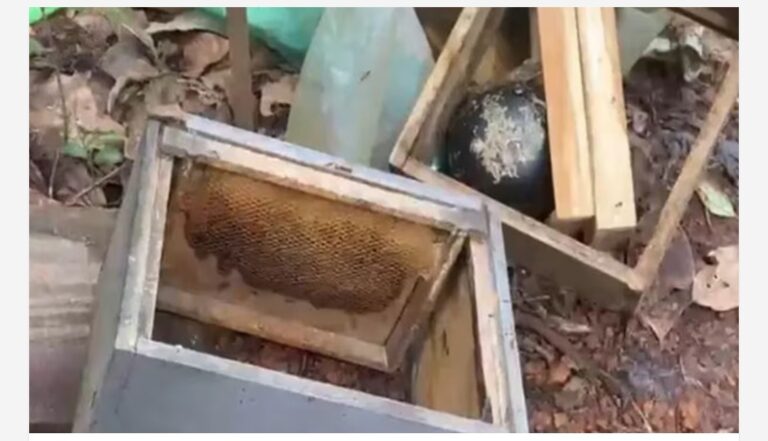 അസാധാരണമായ ശബ്ദം കേട്ട് ജനനിലൂടെ നോക്കിയപ്പോൾ കണ്ടത് കരടിയെ; പ്രധാന കൃഷികളും തേന്‍പ്പെട്ടികളും തകർത്തു, ഭീതിയിൽ നാട്