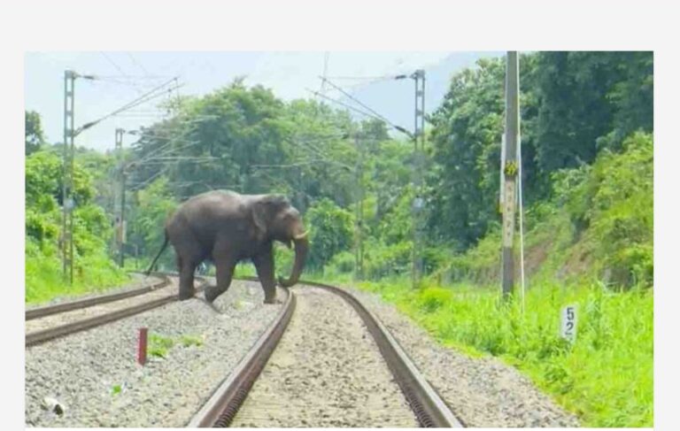 രണ്ടാം ഘട്ട ചികിത്സയ്ക്കായി ചുരുളികൊമ്പനെ മയക്കുവെടി വെച്ച് പിടികൂടാനൊരുങ്ങി വനം വകുപ്പ്; ധോണിയിലെ ആന ക്യാംപിലേക്ക് കൊണ്ടുപോയി ചികിത്സ നൽകാനും നീക്കം