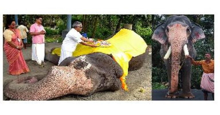രണ്ടാം പാപ്പാന്റെ നേതൃത്വത്തില്‍ കൊമ്പന്‍ ഗോകുലിന് നേരിടേണ്ടി വന്നത് ക്രൂര മര്‍ദ്ദനം; വനം വകുപ്പ് അന്വേഷണം തുടങ്ങി