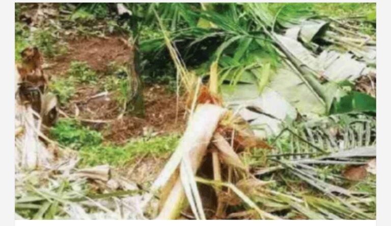 തൃശൂർ പുതുക്കാട് ജനവാസ മേഖലയിൽ കാട്ടാനക്കൂട്ടം ഇറങ്ങി; 200 ഓളം വാഴകളും, 500 ഓളം മുളക് തൈകളും റബർ മരങ്ങളും നശിപ്പിച്ചു; ദുരിതത്തിലായി കർഷകർ