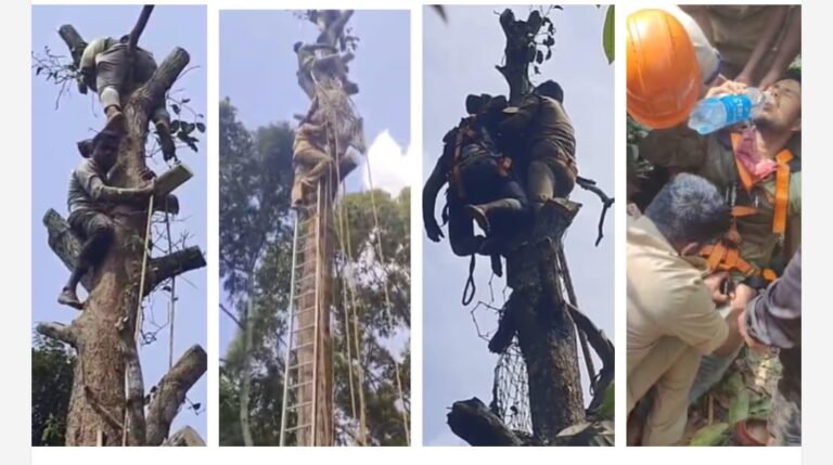 മരംമുറിക്കിടെ തോളെല്ലിന് പരിക്ക്; മാവിൽ കുടുങ്ങിയ തൊഴിലാളിയെ കോതമംഗലത്ത് ഫയർഫോഴ്സ് രക്ഷപ്പെടുത്തി