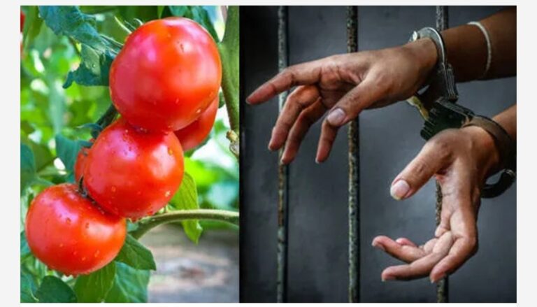 സുരക്ഷാ ജീവനക്കാർ നോക്കിനിൽക്കെ കാന്റീനിലേക്ക് തക്കാളി എടുക്കാൻ തടവുകാരിയെ ജയിലിന് വെളിയിലേക്ക് കടത്തി; വൻ സുരക്ഷാ വീഴ്ച