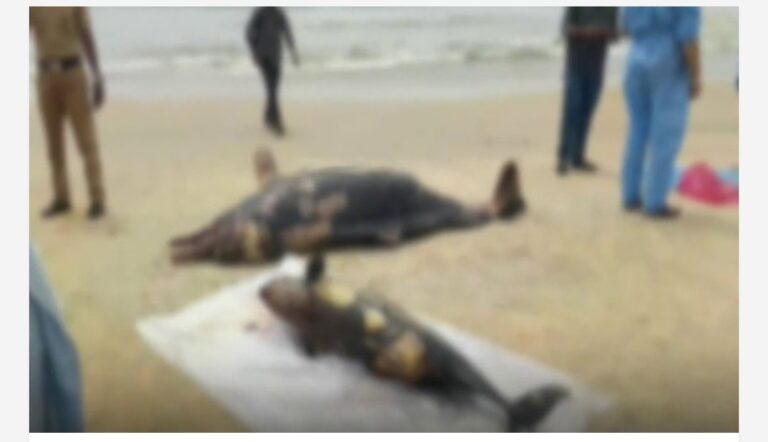 കണ്ണൂർ തീരത്ത് ഡോൾഫിനുകളുടെ ജഡം കണ്ടെത്തിയ സംഭവം; ചത്തത് വയറിലും മറ്റും ഏറ്റ മുറിവുകളെന്ന് പോസ്റ്റ്മോർട്ടം റിപ്പോർട്ട്