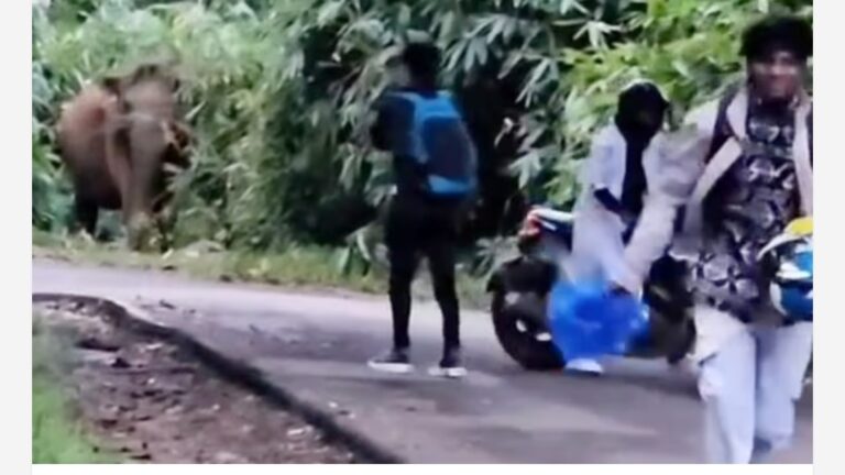 വനപാലകരുടെ മുന്നറിയിപ്പ് അവഗണിച്ച് കാട്ടാനയെ പ്രകോപിപ്പിച്ചു; തൃശൂർ ആനക്കയത്ത് സഞ്ചാരികൾ രക്ഷപ്പെട്ടത് ഭാഗ്യം കൊണ്ട്