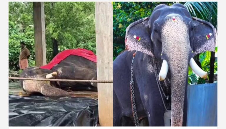 ആനപ്രേമികളുടെ ഇഷ്ട കൊമ്പൻ, പൂരനഗരിയുടെ അഭിമാനം; കൊണാർക്ക്‌ കണ്ണൻ ചരിഞ്ഞു, ഒരാഴ്ചയായി അവശനിലയിൽ
