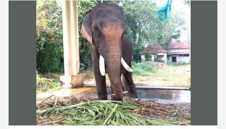 പാപ്പാന്മാരെ കൊലപ്പെടുത്തിയ ഭീതിയിൽ മാസങ്ങളോളം തളച്ചിട്ട സ്കന്ദൻ ഒടുവിൽ ആനത്തറിയിലേക്ക്; സംരക്ഷണം ഏറ്റെടുത്ത് യുവാക്കളായ ജിതിനും മനീഷും അനീഷും