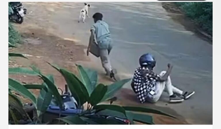 പട്ടാപ്പകൽ ജനവാസ മേഖലയിലേക്കിറങ്ങി കാട്ടുപന്നി; ബൈക്ക് യാത്രികനെ കുത്തി തെറിപ്പിച്ചു, പരിക്ക്