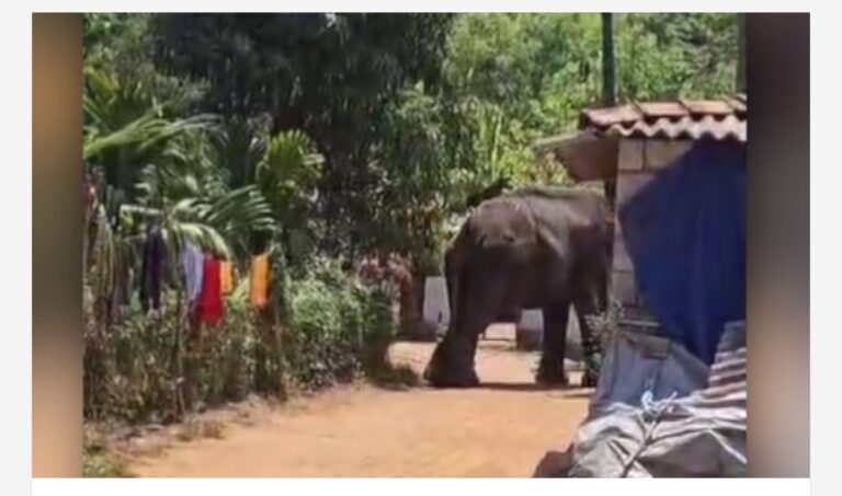 കോങ്ങാട് ഉത്സവത്തിനിടെ ആനയിടഞ്ഞു; പാപ്പാനെ ചവിട്ടിക്കൊന്നു